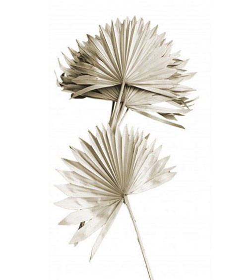 Getrocknete Palmenblätter mit Stiel - natur - 10 Stück