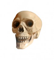 Deko-Totenkopf - 20 cm